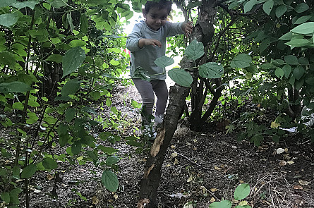 Exploring the tree tunnels